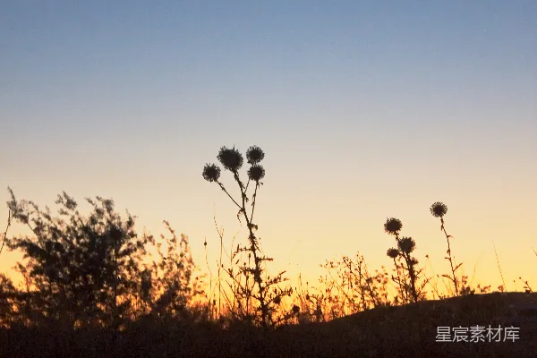 高清摄影 夕阳下的野花剪影