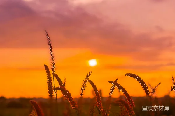 高清摄影 夕阳下的草地