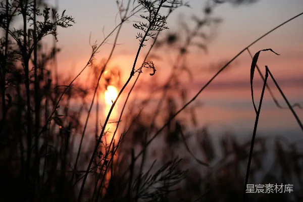 高清摄影 夕阳下的野草