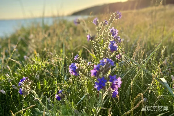 高清摄影 夕阳下的野花