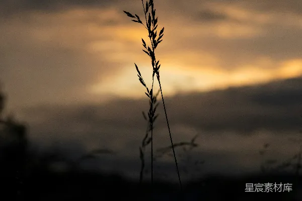 高清摄影 夕阳下的草影