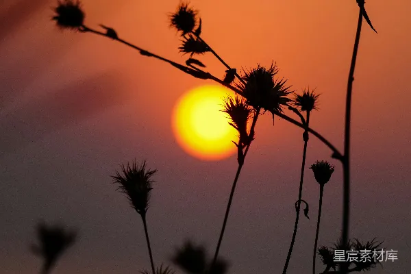高清摄影 夕阳下的植物剪影