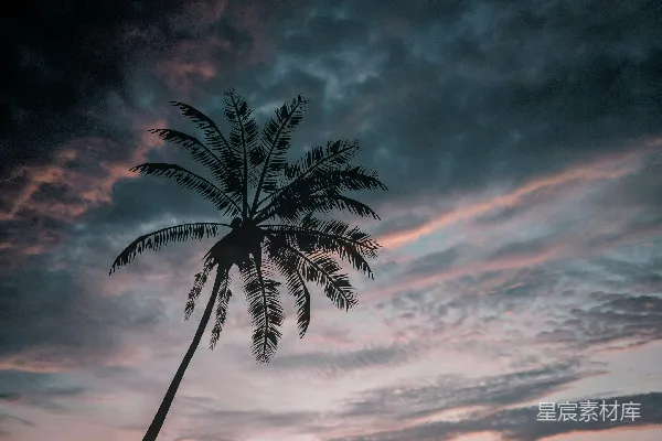 高清摄影 夕阳下的椰子树剪影