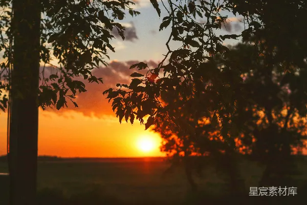 高清摄影 夕阳下的树影