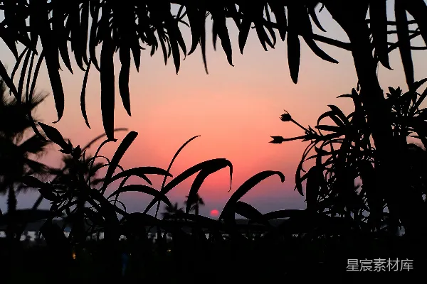 高清摄影 夕阳透过树叶的剪影