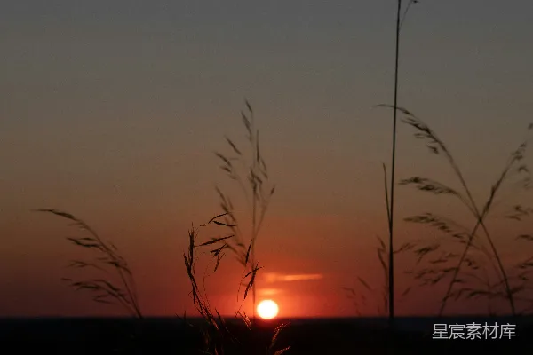 高清摄影 夕阳下的草丛剪影
