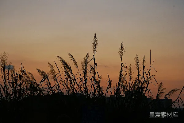 高清摄影 夕阳下的芦苇剪影
