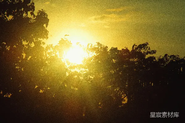 高清摄影 夕阳透过树叶