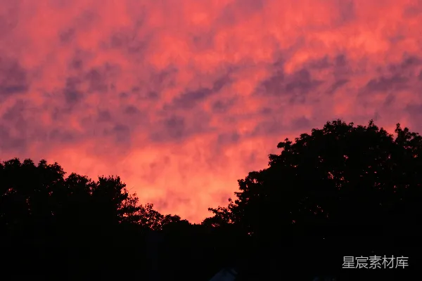 高清摄影 夕阳下的树梢