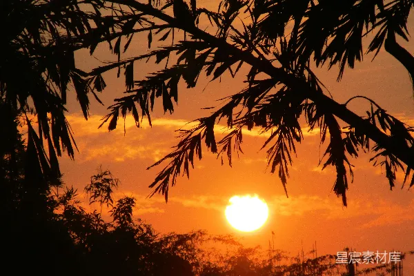 高清摄影 夕阳透过竹叶