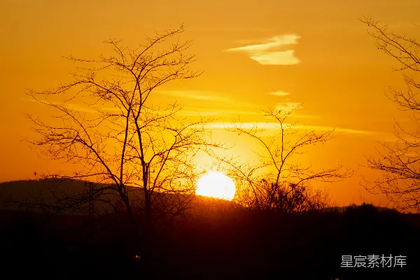 高清摄影 夕阳余晖下的树影