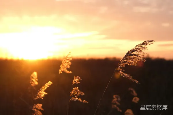高清摄影 夕阳下的芦苇