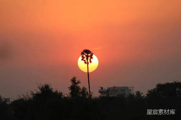 高清摄影 夕阳下的棕榈树剪影