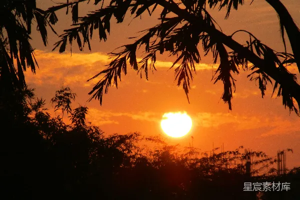 高清摄影 夕阳西下，树影剪影