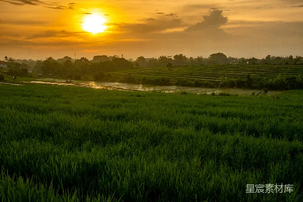 高清摄影 夕阳下的稻田