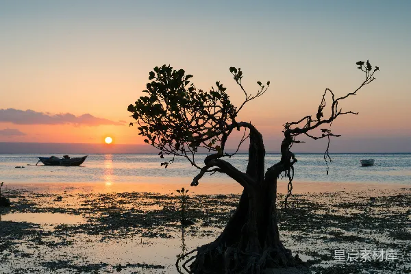 高清摄影 海边夕阳下的树影