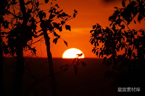 高清摄影 夕阳下的树影