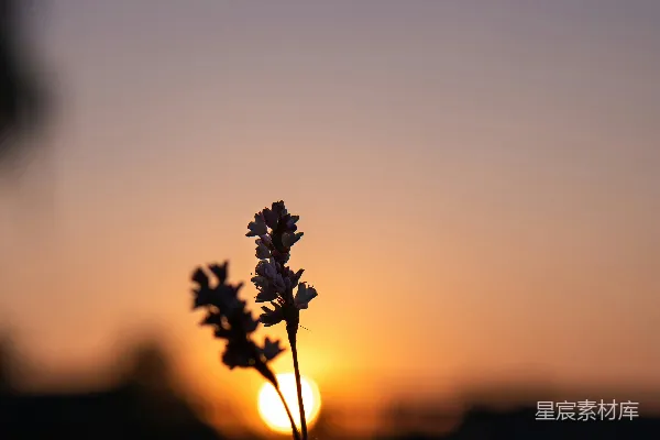 高清摄影 夕阳下的小花