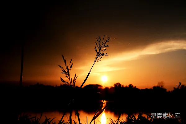 高清摄影 夕阳下的芦苇