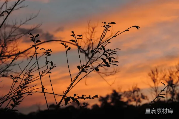 高清摄影 夕阳下的植物剪影