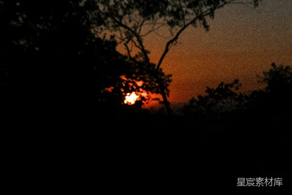高清摄影 夕阳透过树梢