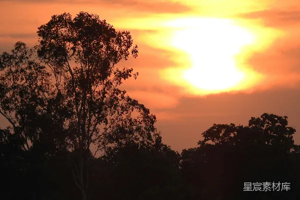 高清摄影 夕阳西下，树影婆娑