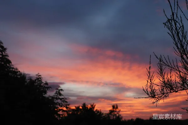 高清摄影 夕阳下的树影