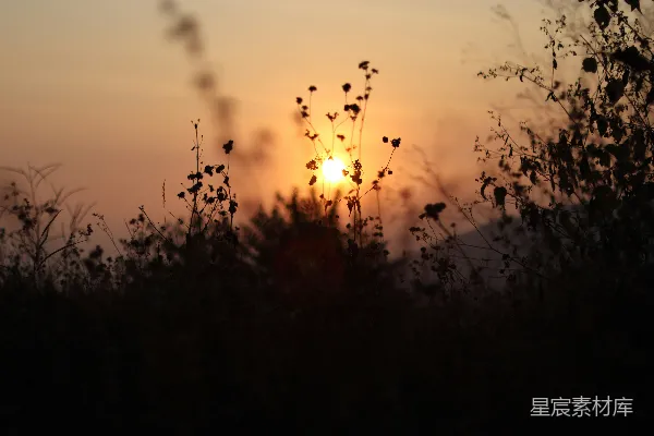 高清摄影 夕阳下的植物剪影