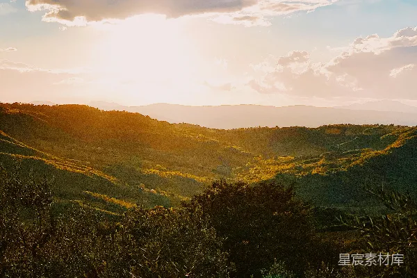 高清摄影 夕阳下的橄榄树与丘陵