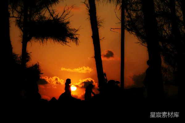 高清摄影 夕阳下的树影剪影