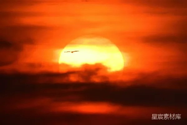 高清摄影 夕阳下的鸟影