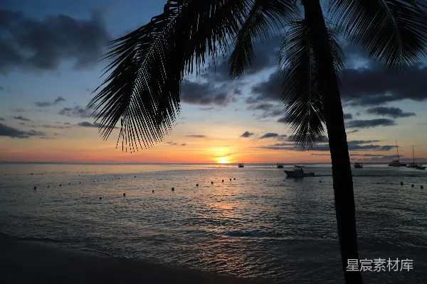 高清摄影 夕阳下的椰林海滩