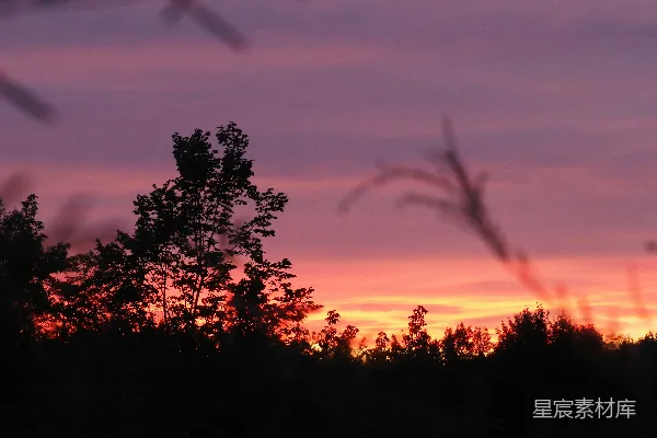 高清摄影 夕阳下的剪影树