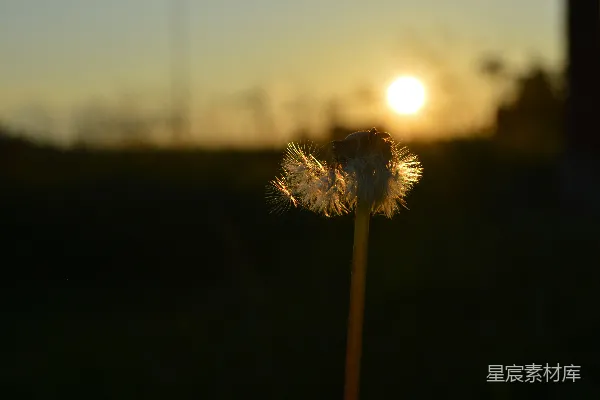 高清摄影 夕阳下的蒲公英
