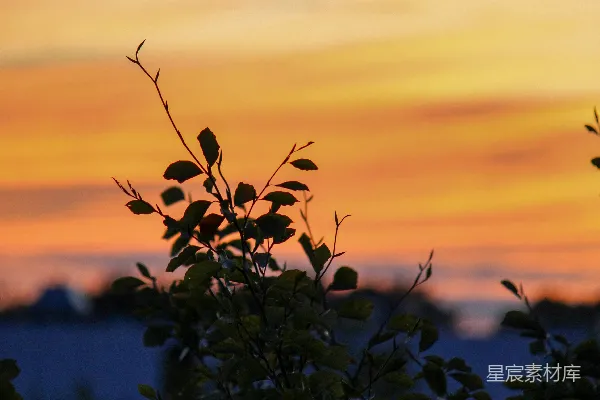 高清摄影 日落时分的植物剪影