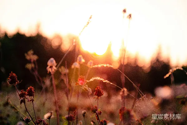 高清摄影 夕阳下的野花