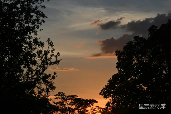 高清摄影 夕阳透过树林