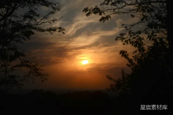 高清摄影 夕阳透过树林