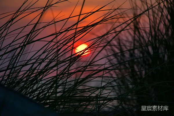高清摄影 夕阳透过草丛