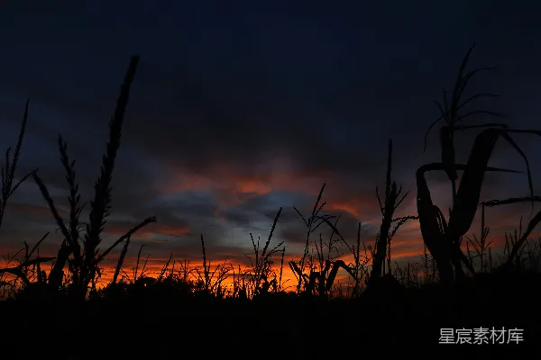 高清摄影 夕阳下的庄稼剪影