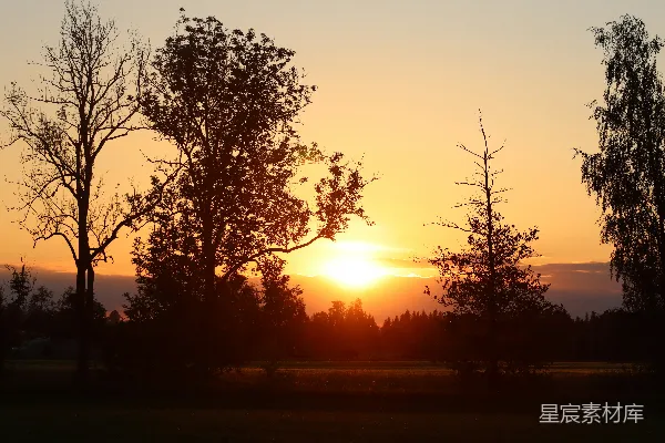 高清摄影 夕阳下的树影