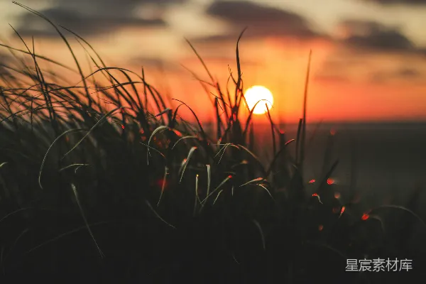 高清摄影 夕阳下的草丛