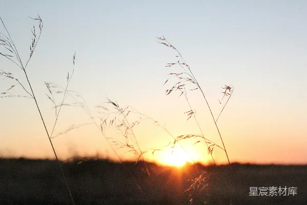 高清摄影 夕阳下的芦苇