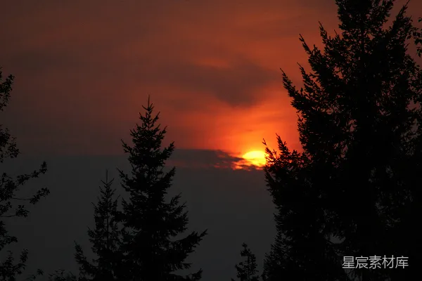 高清摄影 夕阳下的树影
