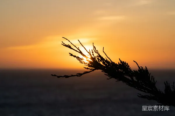 高清摄影 夕阳下的树枝剪影