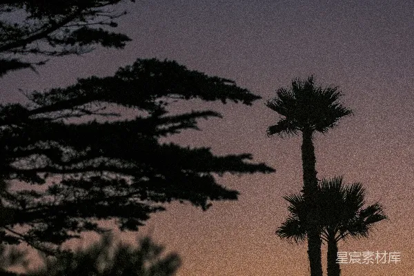 高清摄影 夕阳下的棕榈树剪影