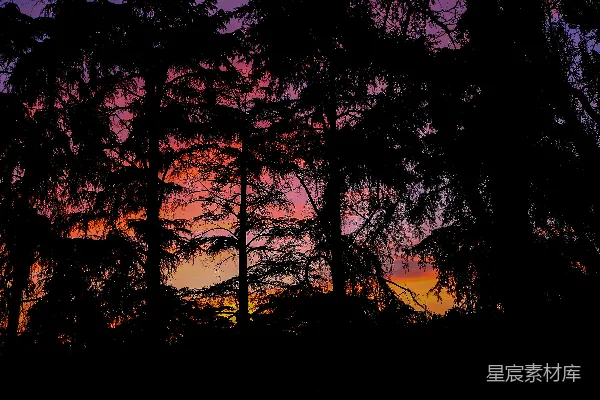 高清摄影 夕阳下的森林剪影