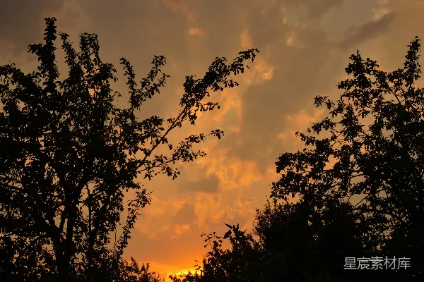 高清摄影 夕阳下的树影