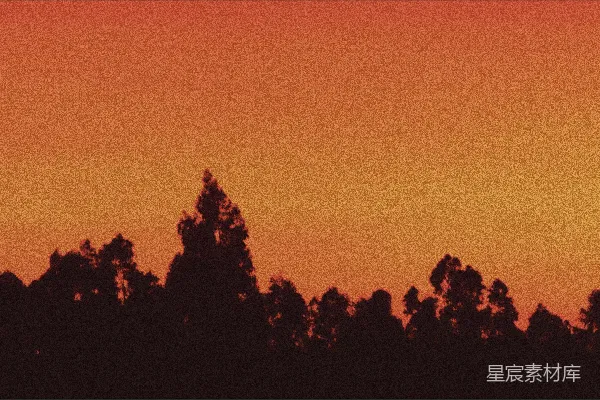 高清摄影 夕阳下的树影