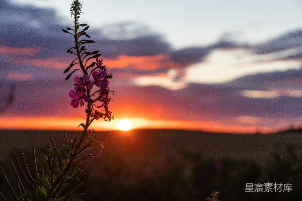 高清摄影 夕阳下的野花